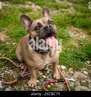 Süß aussehende französische Bulldogge spielt glücklich mit der Leine in der Natur Stockfoto