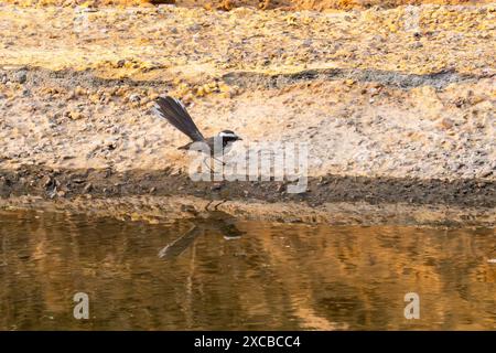 Weißer-browed Fantail Stockfoto