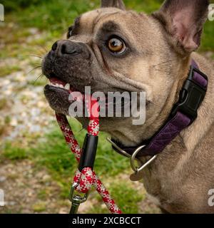 Süß aussehende französische Bulldogge spielt glücklich mit der Leine in der Natur Stockfoto