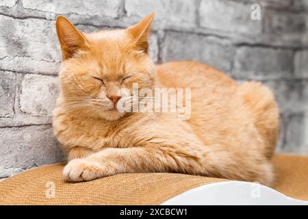 Rote Katze liegt auf einem Kratzbaum. Bodenkratzstift für Cat. Hochwertige Fotos Stockfoto