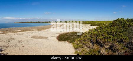 Dünenkomplex, es Caragol Beach. Hohes Umweltschutzgebiet, Santaniy, Mallorca. Balearen. Spanien. Stockfoto