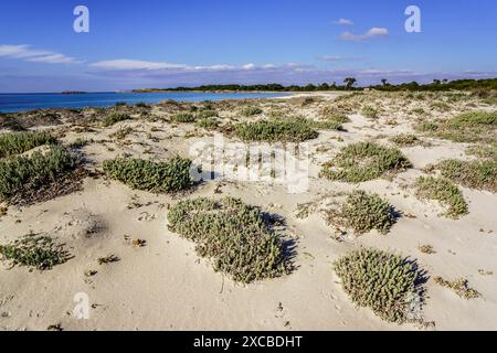 Dünenkomplex, es Caragol Beach. Hohes Umweltschutzgebiet, Santaniy, Mallorca. Balearen. Spanien. Stockfoto