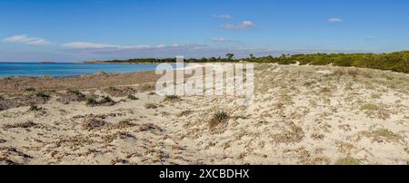 Dünenkomplex, es Caragol Beach. Hohes Umweltschutzgebiet, Santaniy, Mallorca. Balearen. Spanien. Stockfoto