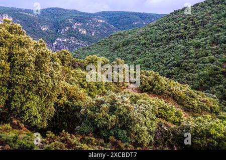 holm Eiche im Einzugsgebiet des Flusses Zumeta, Sierra de las Huebras, Naturpark der Sierras de Cazorla, Segura und Las Villas, Provinz Jaen, Spanien Stockfoto