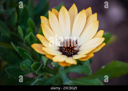 Wilde gelbe Gänseblümchenblume im Park Stockfoto