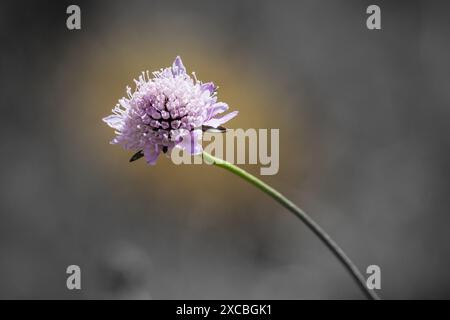 Nahaufnahme einer Blume Stockfoto
