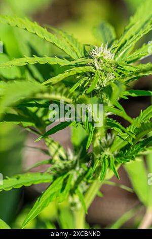 Vertikale Aufnahme weiblicher feminisierter Cannabis-Marihuana-Pflanze im frühen Blütestadium Stockfoto