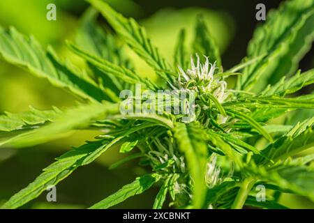 Weibliche feminisierte Cannabis-Marihuana-Pflanze im frühen Blütestadium Stockfoto