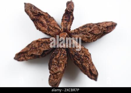 Nahaufnahme der Rückansicht des Sternanis, allgemein bekannt als Badian, isoliert auf einem gelben Hintergrund. Stockfoto