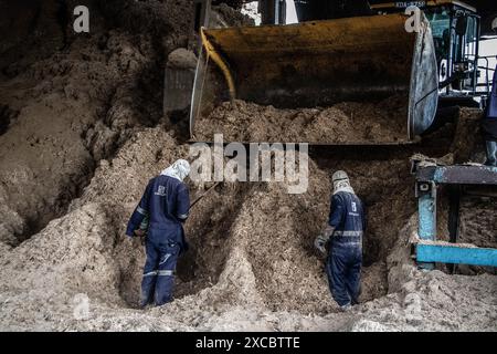 Männer werden bei der staatlichen South Nyanza Sugar Company (SonySugar Company) gesehen, wie sie Bagasse, die Restfaser aus Zuckerrohr, schaufeln. Neben der Herstellung von Zucker produziert die kenianische South Nyanza Sugar Company (Sonysugar) Zuckerrohrabfälle, Bagasse, Briketts und Dampf, die Energie erzeugen. (Foto: James Wakibia / SOPA Images/SIPA USA) Stockfoto