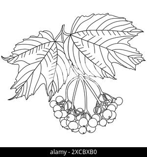 Umrandung von rotem Viburnum, Gelderrose oder Viburnum opulus Ast, botanische Vektorillustration isoliert auf weißem Hintergrund. Seite mit Ausmalbuch. Stock Vektor