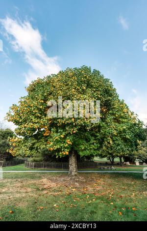 Ein großer Ahornbaum mit gelben Blättern während der Laub im Herbst an sonnigen Tagen im Cornwall Park, Neuseeland Stockfoto