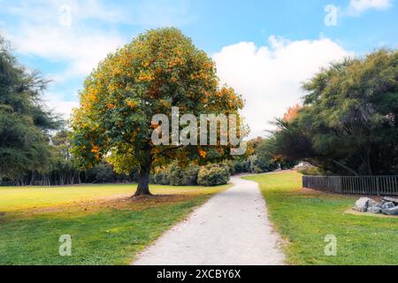 Ein großer Ahornbaum mit gelben Blättern während der Laub im Herbst an sonnigen Tagen im Cornwall Park, Neuseeland Stockfoto