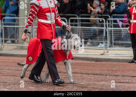 Nummer 9 Company Irish Guards unter der Führung des Irish Wolfhound Turlough Mor (Seamus) Maskottchenhundes bei Trooping the Colour 2024 in der Mall, London, Großbritannien Stockfoto