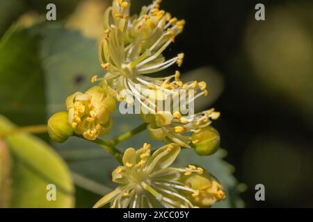 Blüten von Tilia cordata, der kleinblättrigen Limette oder der kleinblättrigen Linde Stockfoto