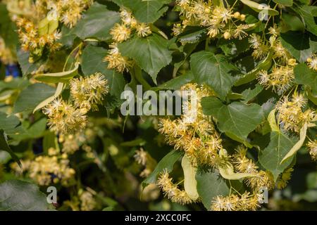Blüten von Tilia cordata, der kleinblättrigen Limette oder der kleinblättrigen Linde Stockfoto