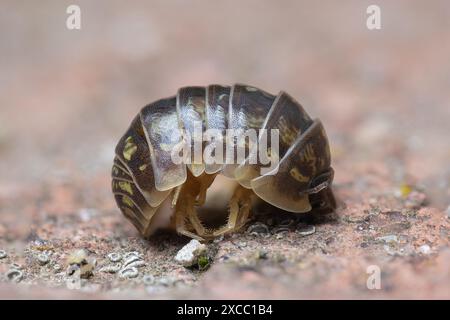 Häufige Pille-Käfer extreme Nahaufnahme (Armadillidium vulgare) Stockfoto