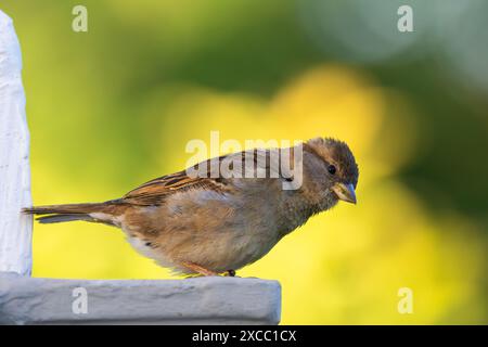 Neugierige weibliche Hausspatze (Passer domesticus) Stockfoto