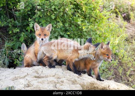 Rotfuchsbrüder stehen zusammen in der Nähe der Höhle (Vulpes vulpes) Stockfoto