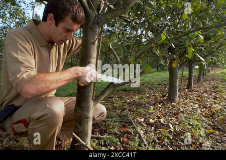 Landwirt mit Handsäge, Obstgarten, Apfel Bäume beschneiden Stockfoto