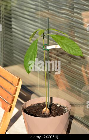 Avocado junge, einheimische Pflanze wächst draußen in Plastiktopf auf dem Balkon der Wohnung Stockfoto