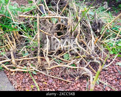 Nahaufnahme von entwurzelten Bambuswurzeln und -Stielen auf rotem Kies im Garten, mit ineinander verflochtenen Wurzeln Stockfoto