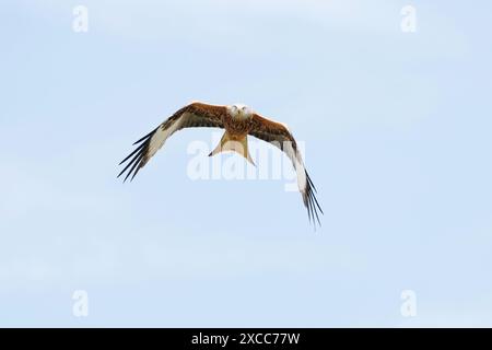 Rotmilan (Milvus milvus) im Flug Stockfoto