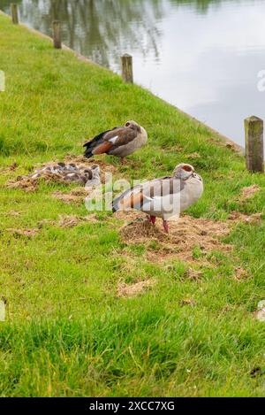 Ein Paar ausgewachsener ägyptischer Gänse ( alopochen aegyptiaca) mit jungen Küken am Uferufer Stockfoto