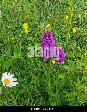 Eine nördliche SumpfOrchidee, Dactylorhiza purpurella, die stolz zwischen Gräsern, Butterblumen und Wild Daisys auf einer Weide in Schottland steht. Stockfoto