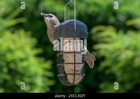 Unreifer Starling (Sturnus vulgaris) auf einem Gartenfuttermittel, gefüllt mit einem Suetblock Stockfoto