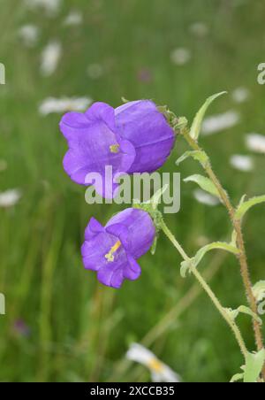 Canterbury-Bells - Campanula Medium Stockfoto