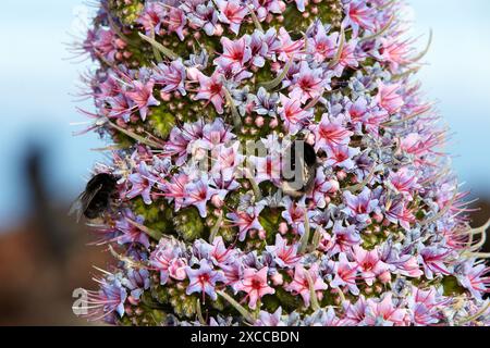 Echium Wildpretii, Tajinaste, Nationalpark Caldera de Taburiente, La Palma, Kanarische Inseln, Spanien. Stockfoto