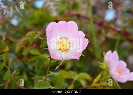 Sherards Downy-Rose - Rosa Sherardii Stockfoto