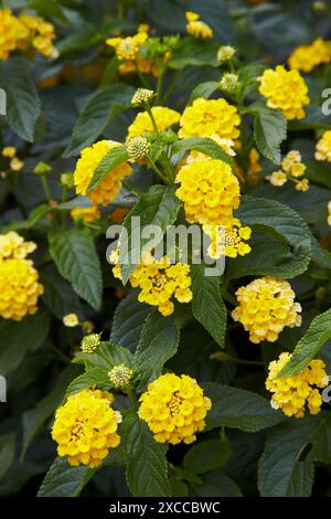 CALTHA PALUSTRIS ¥ FLORE PLENO¥ AGM MARSH MARIGOLD, Parque García Sanabria, Santa Cruz de Teneriffa, Teneriffa, Kanarische Inseln, Spanien. Stockfoto