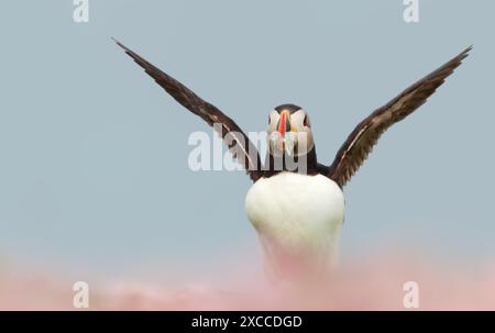 Nahaufnahme des Atlantischen Papageientauchers mit Sandaalen im Schnabel an einem Küstengebiet Schottlands Stockfoto