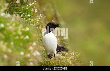 Nahaufnahme eines Razorbill, der auf einer Klippe nistet Stockfoto