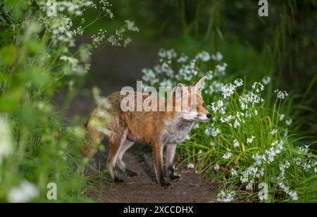Nahaufnahme eines Rotfuchses zwischen weißen Blumen im Frühling Stockfoto