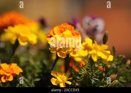 Bunte Blumen im Garten Stockfoto