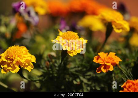 Bunte Blumen im Garten Stockfoto