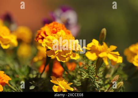 Bunte Blumen im Garten Stockfoto