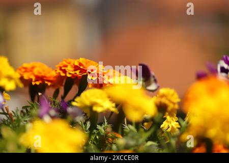 Bunte Blumen im Garten Stockfoto