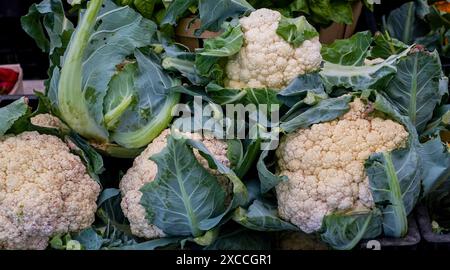 Nahaufnahme von vier Blumenköpfen, die sich in ihrem grünen Grün schmiegen und auf einem Bauernmarkt zum Verkauf angeboten werden. Stockfoto