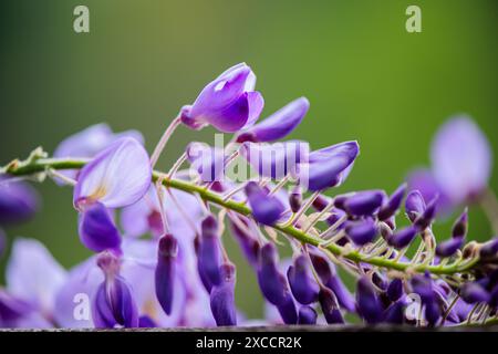 Nahaufnahme der Wisteria sinensis-Blüten, die die komplizierten Details und leuchtenden violetten Blüten in einer atemberaubenden botanischen Darstellung festhalten. Stockfoto