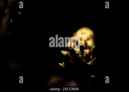 Ein atemberaubendes Makrofoto, das die zarte Schönheit einer Blume bei schlechten Lichtverhältnissen festlegt und ihre komplexen Details und eleganten Blütenblätter hervorhebt. Stockfoto