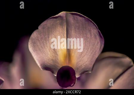 Ein atemberaubendes Makrofoto, das die zarte Schönheit einer Blume bei schlechten Lichtverhältnissen festlegt und ihre komplexen Details und eleganten Blütenblätter hervorhebt. Stockfoto