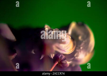 Ein atemberaubendes Makrofoto, das die zarte Schönheit einer Blume bei schlechten Lichtverhältnissen festlegt und ihre komplexen Details und eleganten Blütenblätter hervorhebt. Stockfoto