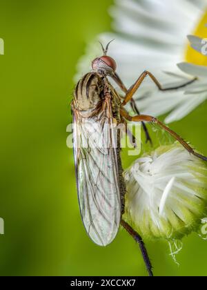 Nahaufnahme einer Tanzfliege, die auf einer Blütenknospe sitzt Stockfoto