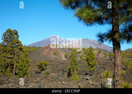 Pinus Canariensis, Pino Canario, Pico del Teide, der Nationalpark El Teide, Teneriffa, Kanarische Inseln, Spanien Stockfoto