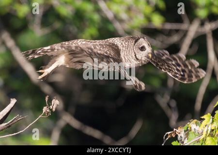Juveniler Nordbarscheuz (Strix varia) im Flug. Chesapeake und Ohio Canal National Historical Park. Maryland. USA Stockfoto