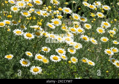 Anthemis tinctoria „Triumfettii“ Blumen blühen im Juni, Garden Golden Marguerite Färber Kamille Ochsenauge Kamille Stockfoto